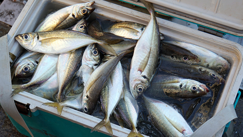 釣果情報